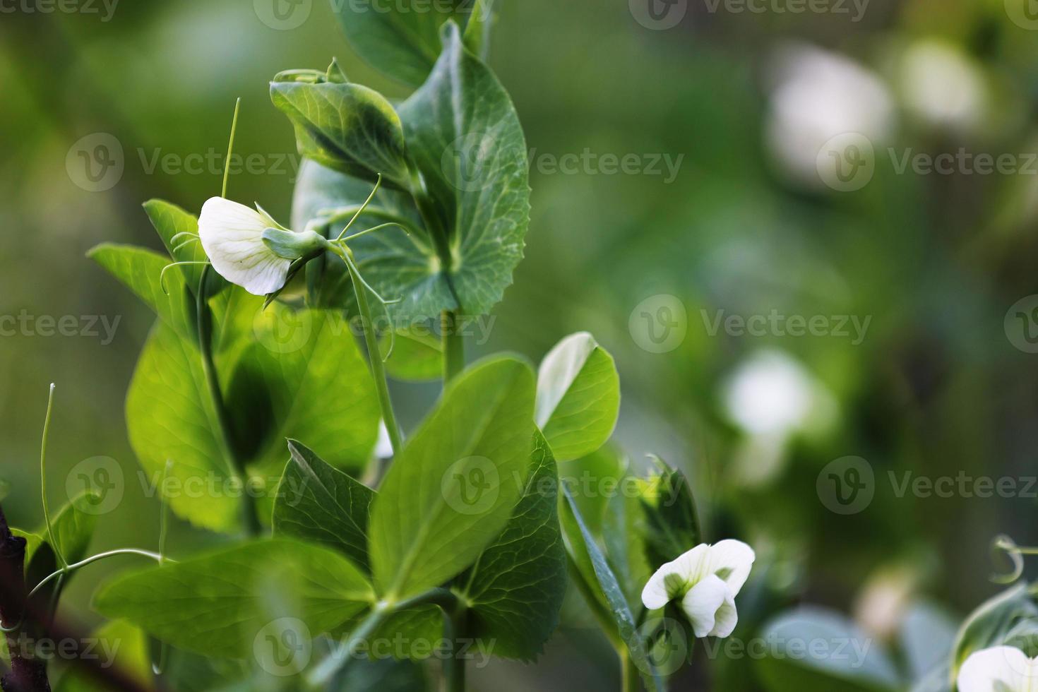 blühende Gartenerbse, Pisum Sativum, im Garten. erbsenpflanze blüte. Nahansicht. foto