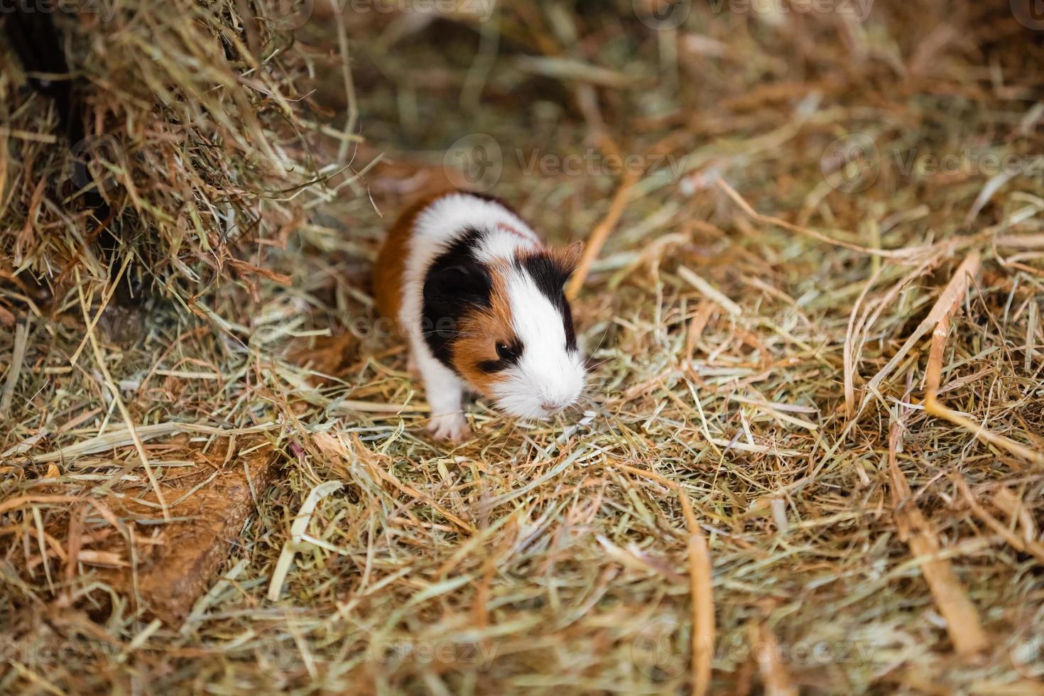 süßes rotes und weißes meerschweinchen auf der heunahaufnahme. kleines Haustier in seinem Haus. foto