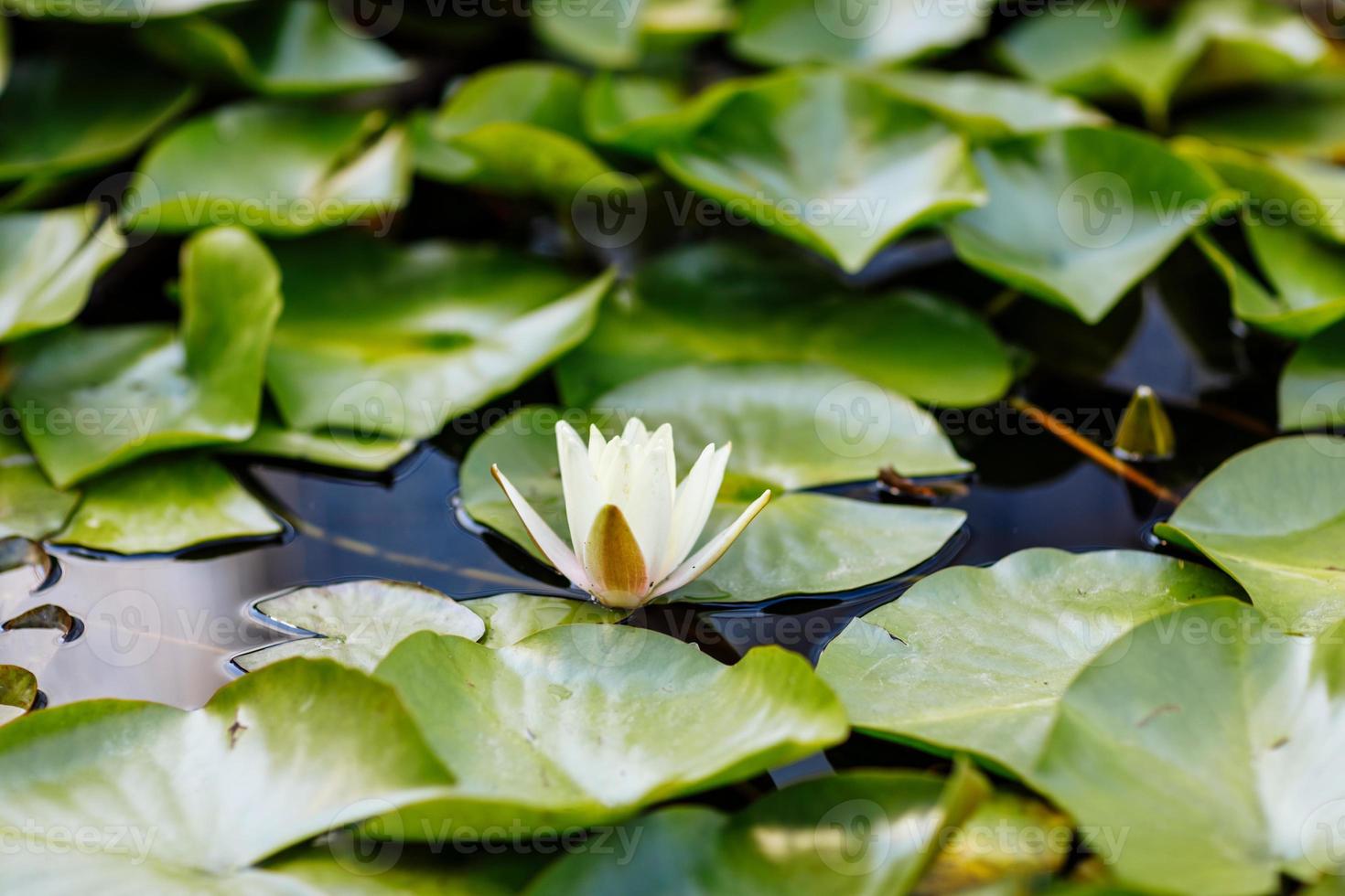 Weiße Wasserseerose mit grünen Seerosen oder Lotusblumenperrys im Gartenteich. Nahaufnahme von Nymphaea reflektiert auf grünem Wasser gegen Sonne. blumenlandschaft mit kopierraum. selektiver Fokus. foto