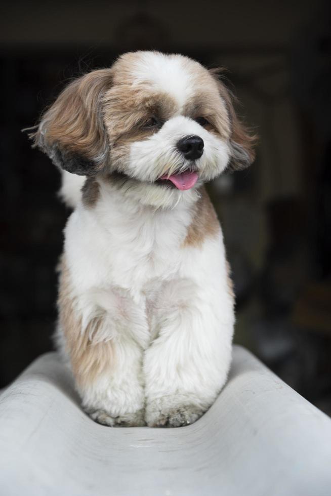 ein shih tzu hund, der draußen sitzt foto