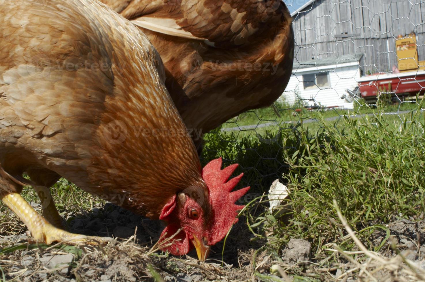 Ein rotbraunes Huhn sitzt vor einer Scheune foto