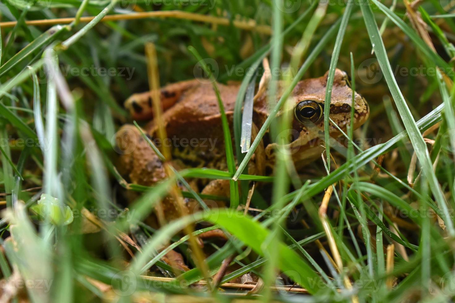 schöner frosch, der im sommer auf dem gras sitzt foto