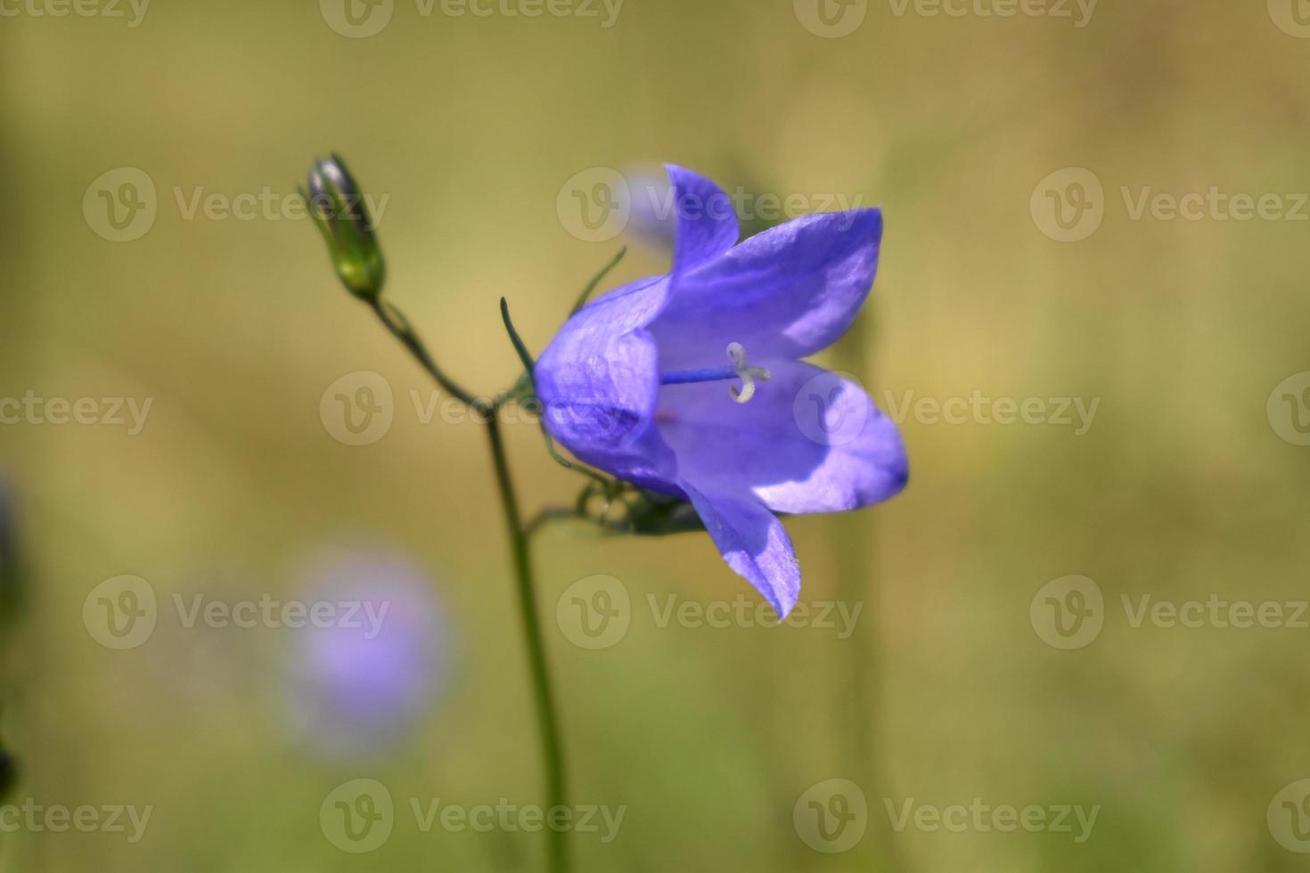 lila Blume auf der Wiese namens Campanula. Glockenblume im Sommer. foto