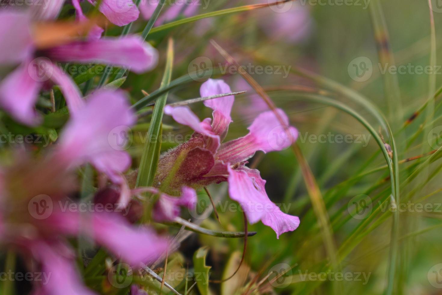 Nahaufnahme von rosa Blumen in den Bergen in Österreich. foto