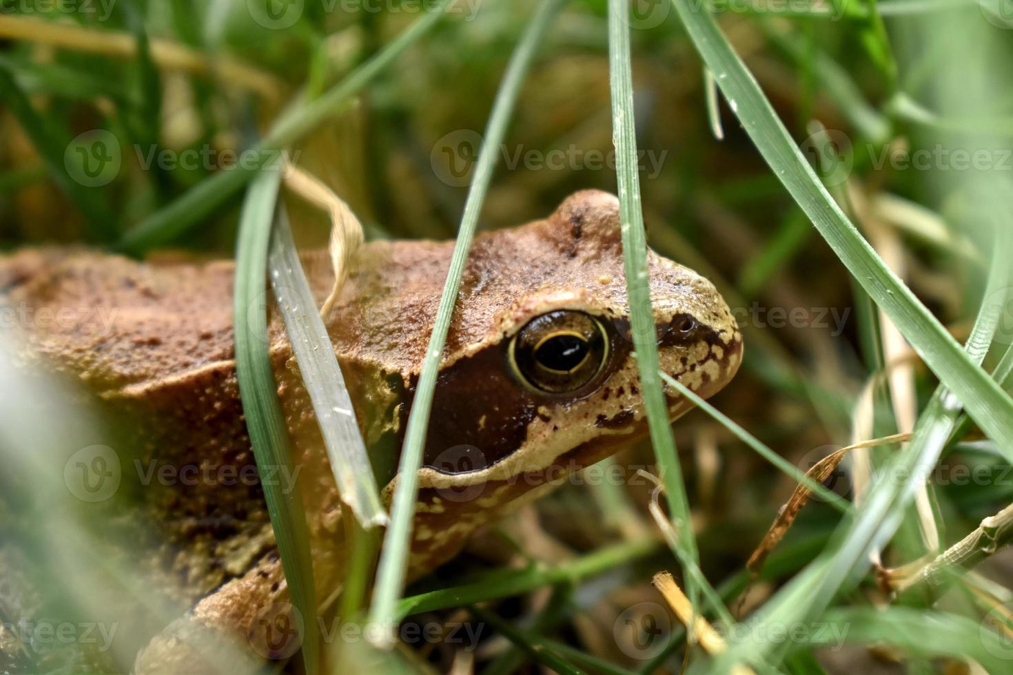 Nahaufnahme eines braunen Frosches im hohen Gras in der Nähe eines Baches foto