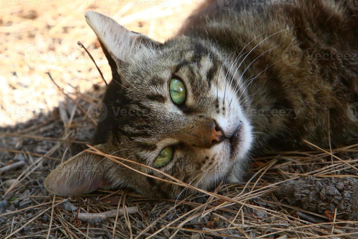 Die Hauskatze ist ein Säugetier aus der Familie der Raubkatzen. foto