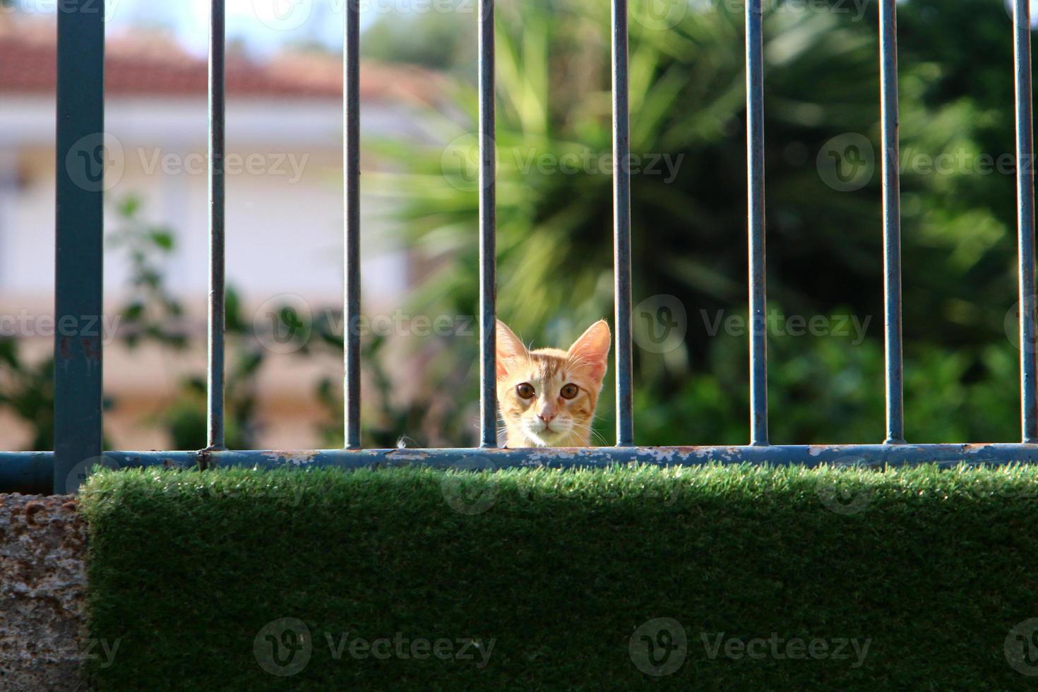 Die Hauskatze ist ein Säugetier aus der Familie der Raubkatzen. foto