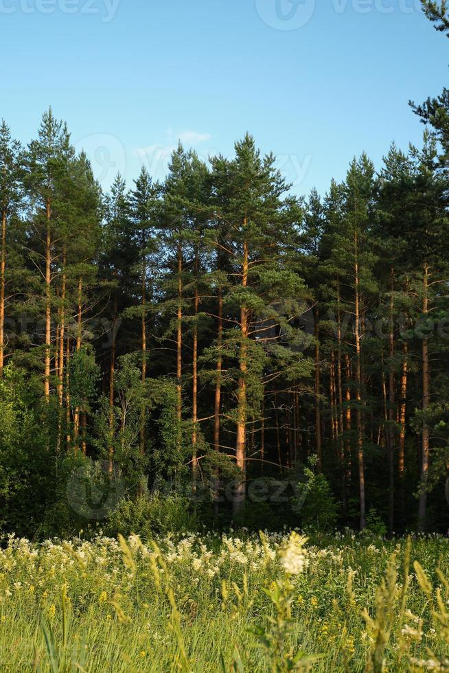 kiefernwald bei sonnenuntergang, vertikaler rahmen, hintergrundidee für tapete oder telefon. foto