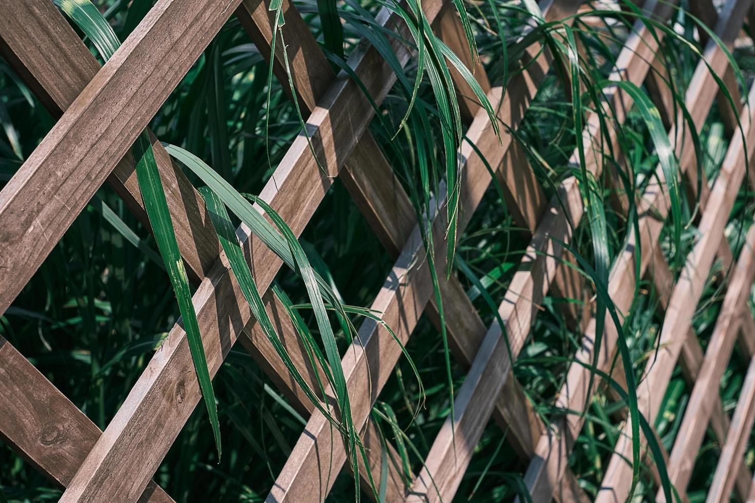 Holzgitter mit viel Grün bewachsen, selektiver Fokus. kräuterblätter mit grünen und weißen blättern, auf gartenspalier, hintergrund oder bildschirmschoner für naturbanner foto