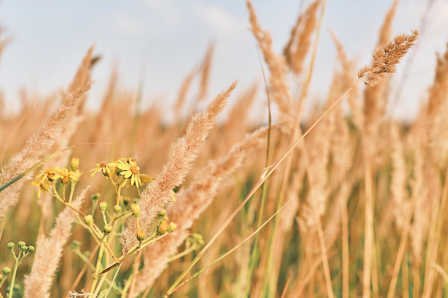 Der Herbsthintergrund aus trockenem Gras und gelben Wildblumen defokussierte das Auge vor dem blauen Himmel und konzentrierte sich auf den Schilfhalm im goldenen Licht des Sonnenuntergangs. foto