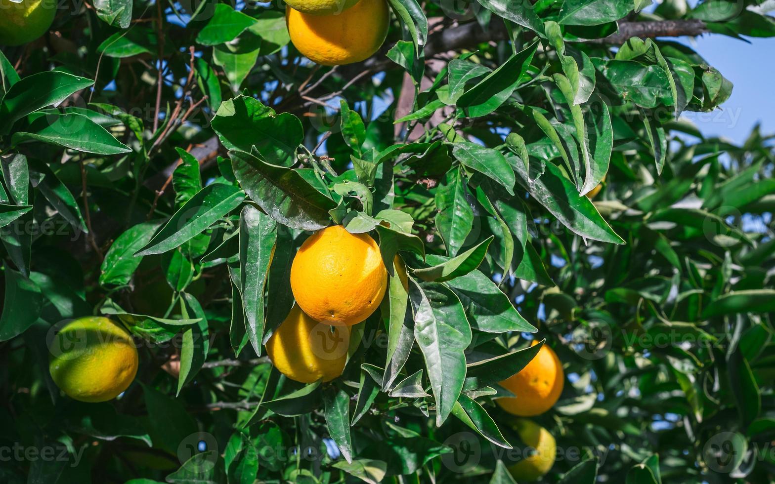 Reife Orangen auf den Ästen eines Baumes, Landwirtschaft, Ernte von Zitrusfrüchten, selektiver Fokus auf Orangen, Idee für einen Hintergrund oder Hintergrund für Werbung foto