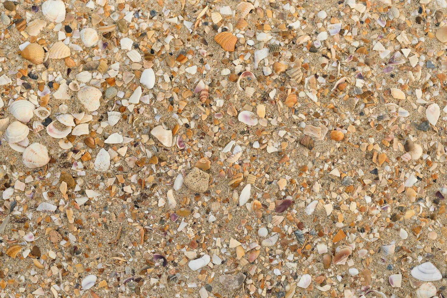 Hintergrund von Muscheln und Sand an der Küste des Meeres, realistischer Sandhintergrund, für Bildschirmschoner oder Werbung foto