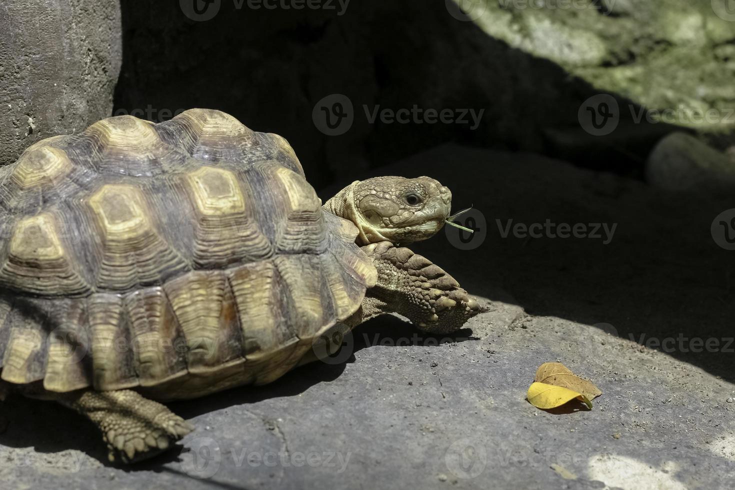 afrikanische sulcata-schildkröte, die im garten ruht, afrika spornte schildkröte an, sich mit ihrer schützenden schale auf dem boden zu sonnen foto