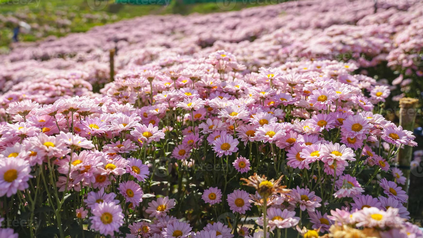 schöne weiße Gänseblümchen Symbol der Unschuld und Freundschaft des reinen Herzens foto