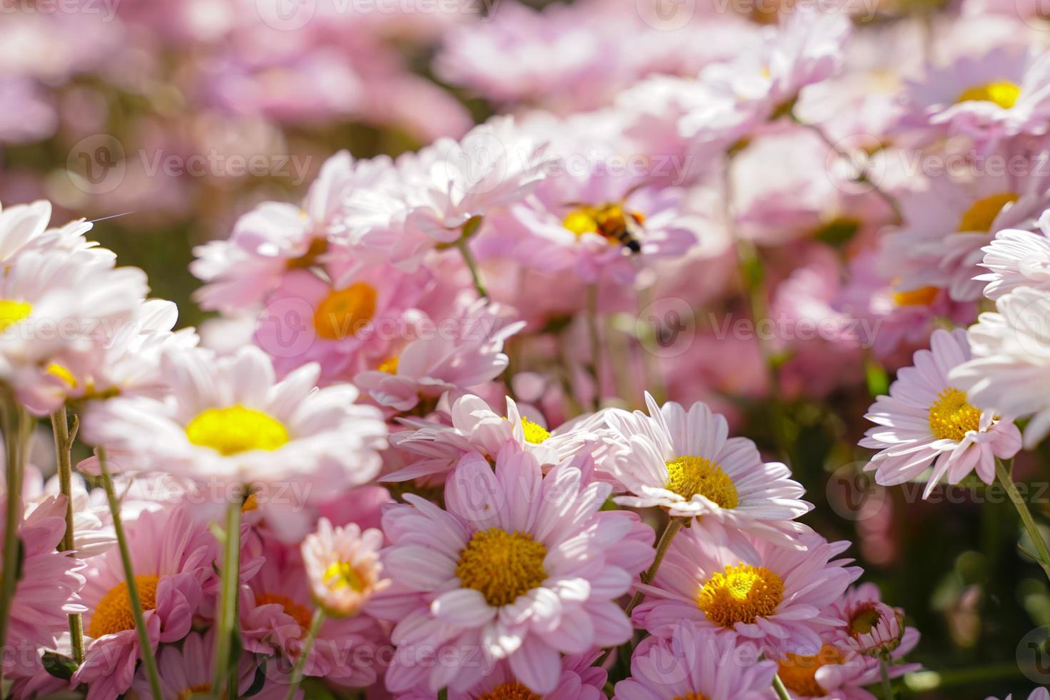 schöne weiße Gänseblümchen Symbol der Unschuld und Freundschaft des reinen Herzens foto