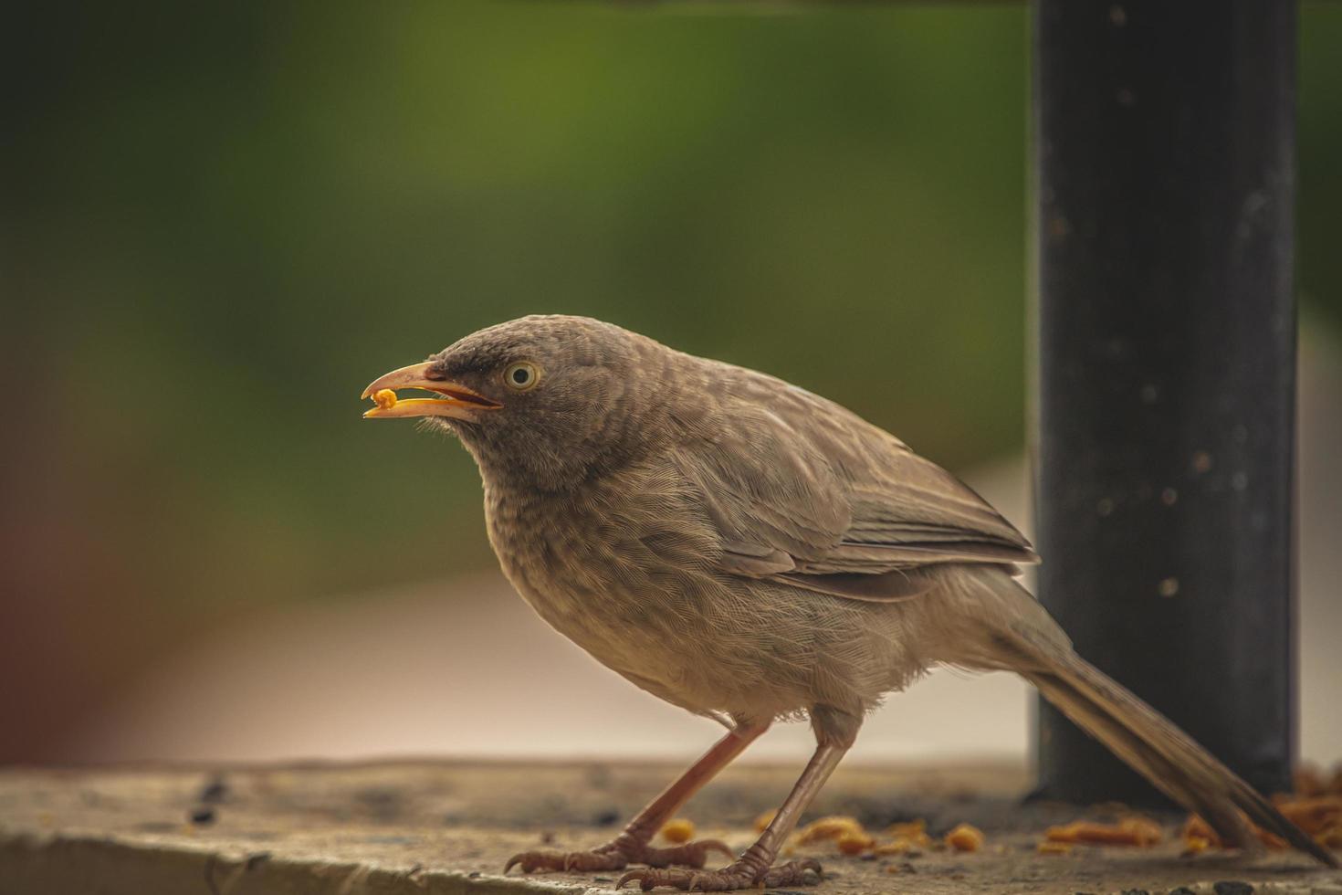 brauner Vogel mit Vogelfutter foto