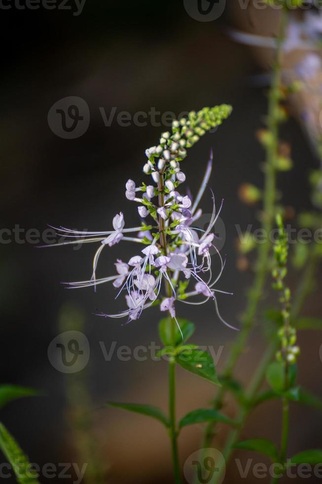 orthosiphon aristatus blumenpflanzen, kumis kucing, java tee, nierenteepflanze, katzenschnurrhaare blumen, misai kucing, lamiaceae gattung, braubücher, stamineus, flickr malaiisch traditionell foto