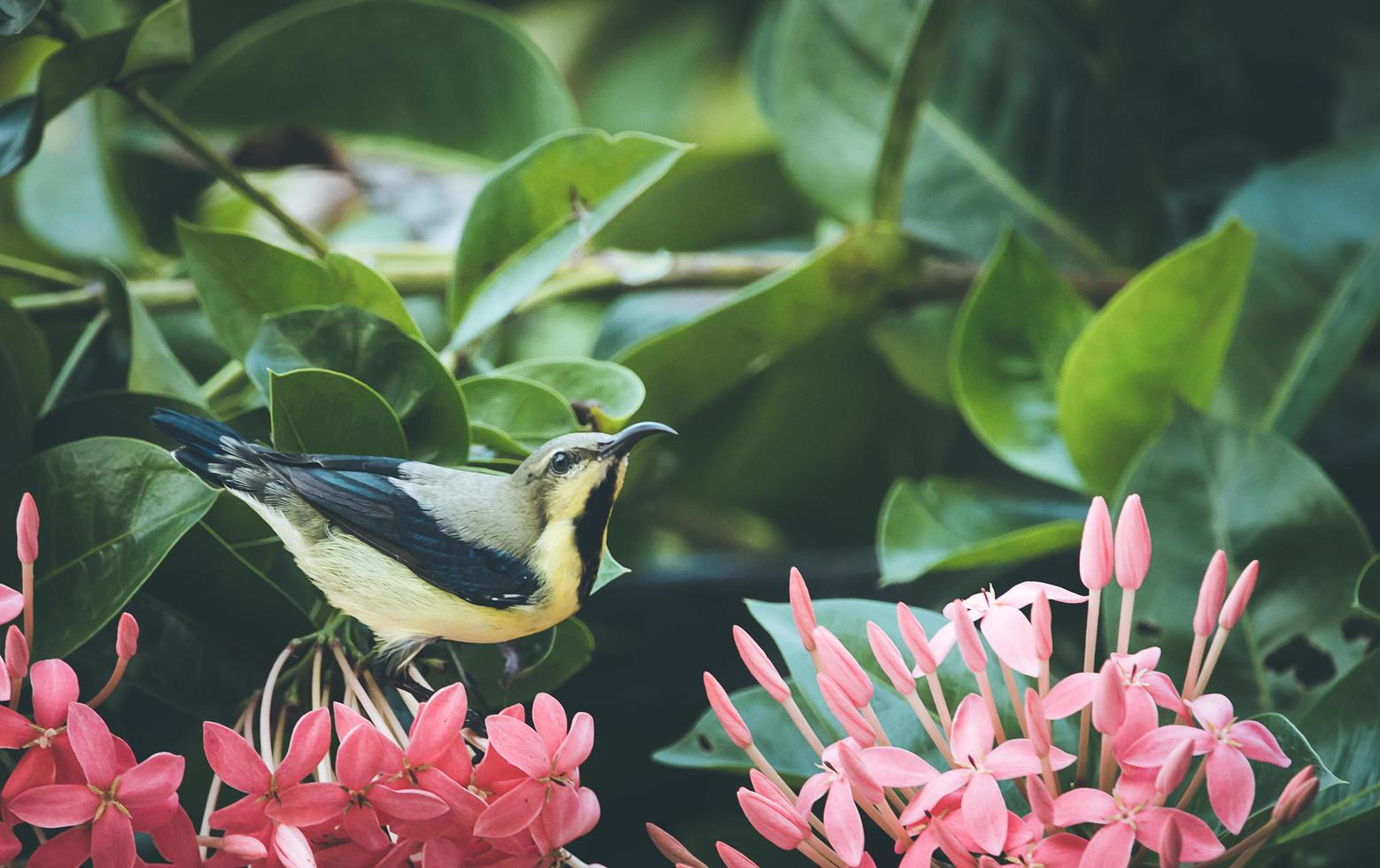 gelber und schwarzer Vogel auf Blumen foto