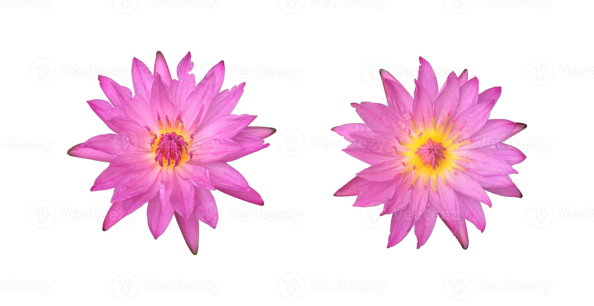 isolierte einzelne rosa nymphaeaceae oder lotusblume mit beschneidungspfaden. foto