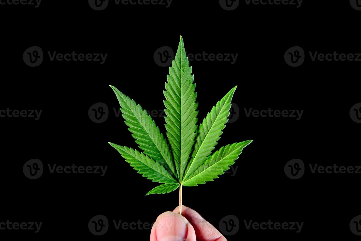 Cannabisblätter auf schwarzem Hintergrund für einfache Arbeit foto
