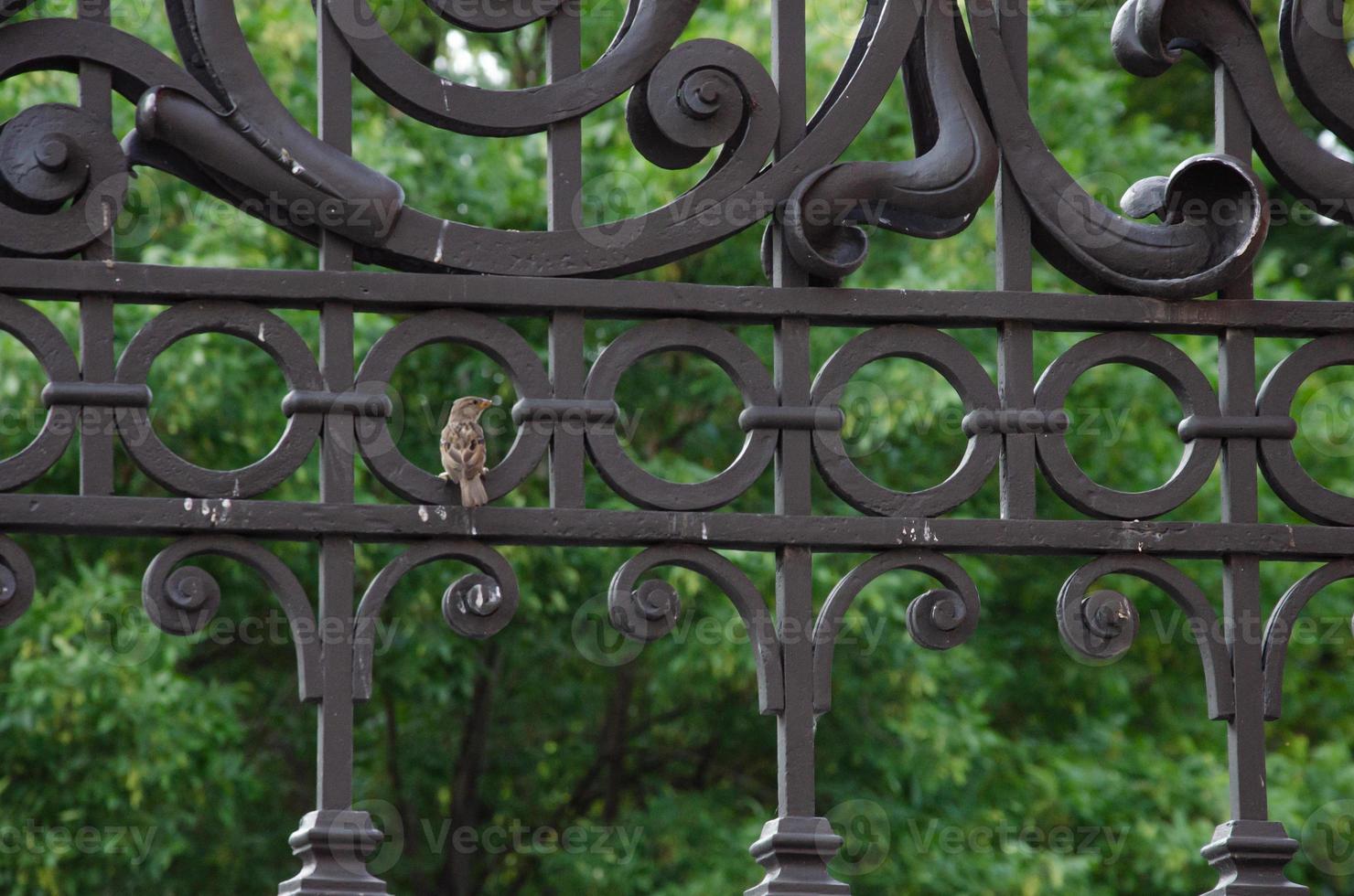 Ein kleiner Spatz sitzt auf einem geschmiedeten Zaun foto