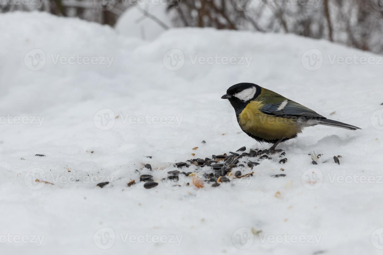 Kohlmeise sitzt im Schnee. Vögel im Winter füttern. foto