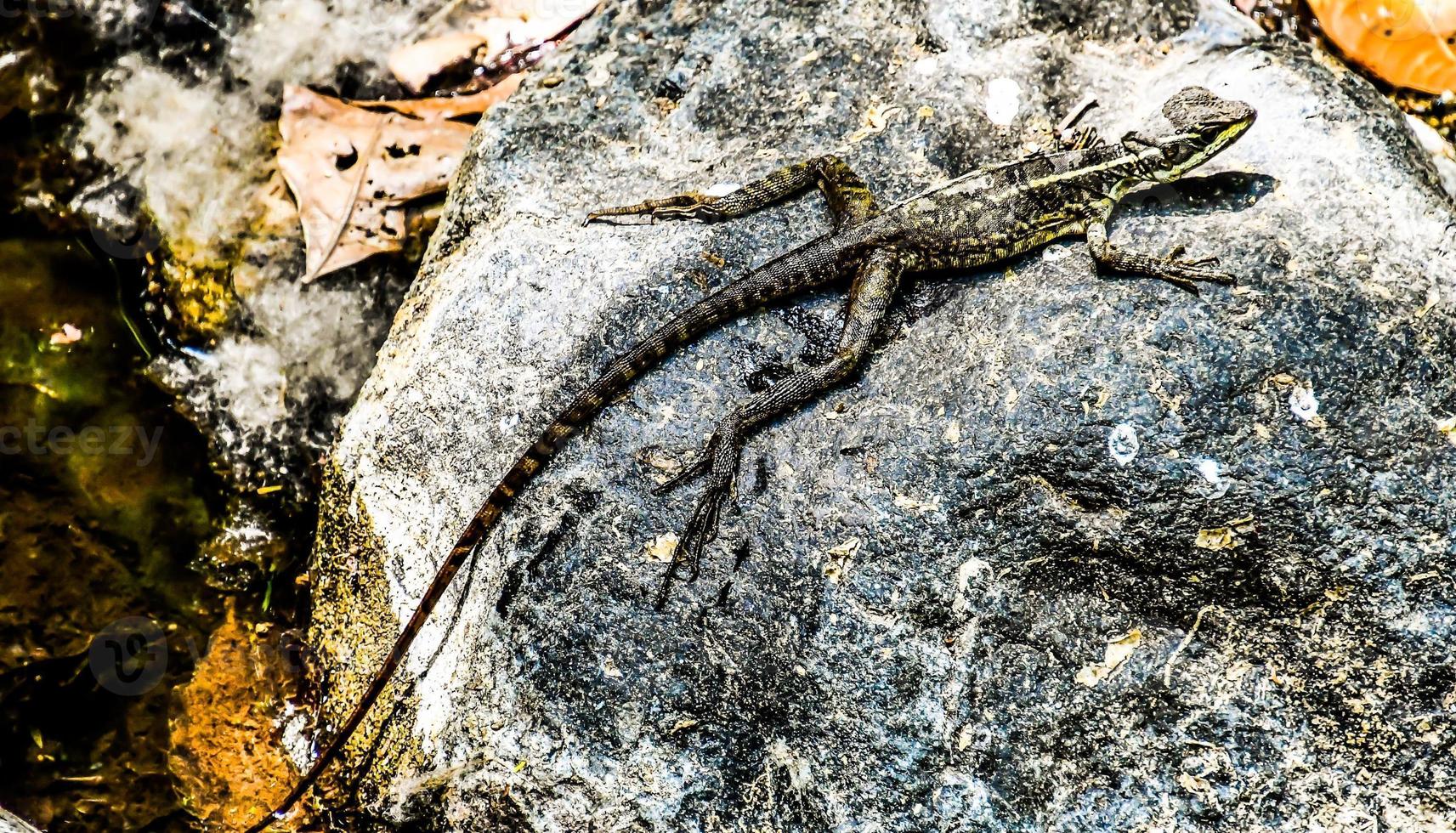 Eidechse auf Felsen foto