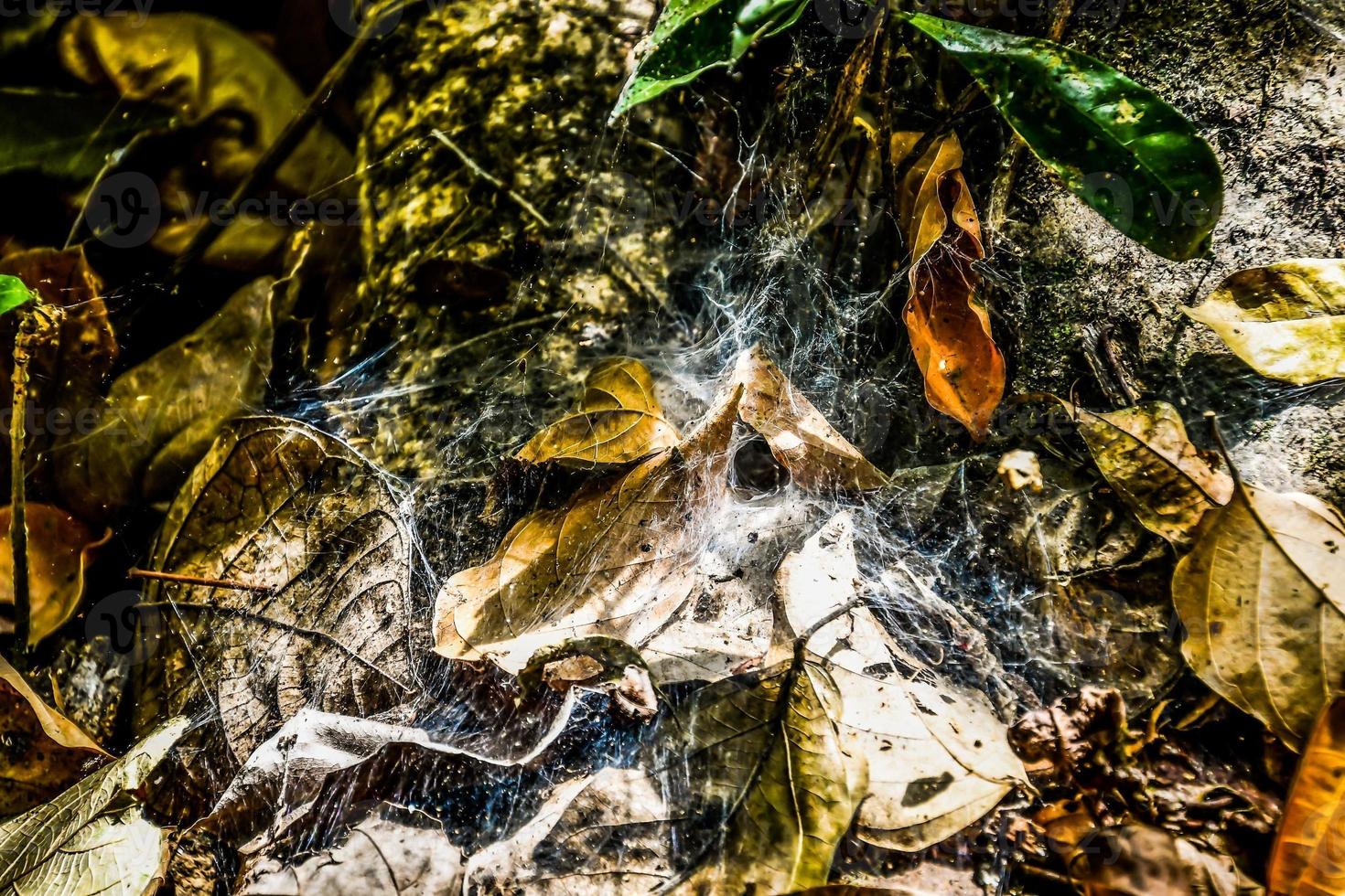 Blätter im Spinnennetz foto