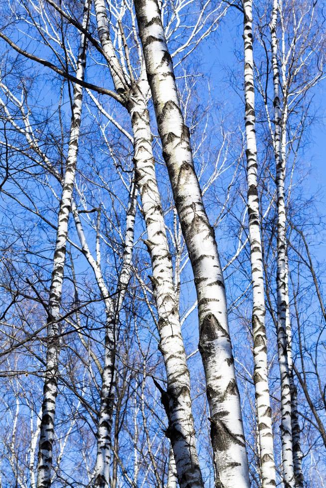 nackte Birkenstämme mit blauem Himmelshintergrund foto