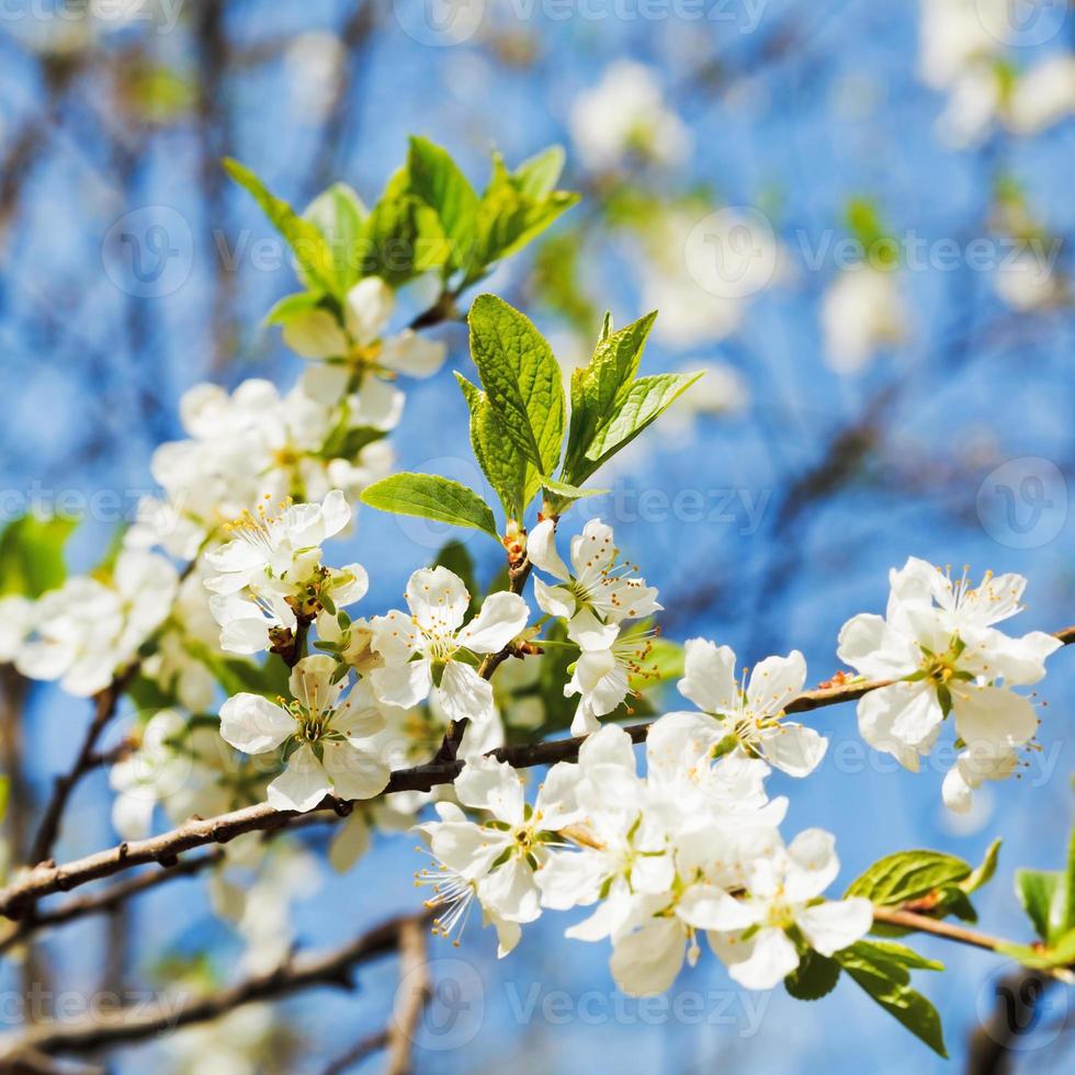 Zweig der Kirschblüten foto