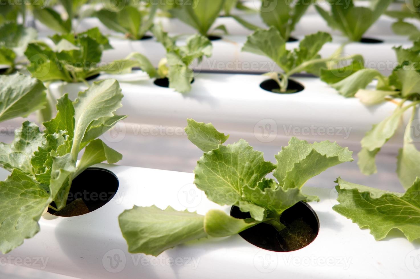 Nahaufnahme grüner Salat im Hintergrund der Hydroponikfarm. foto