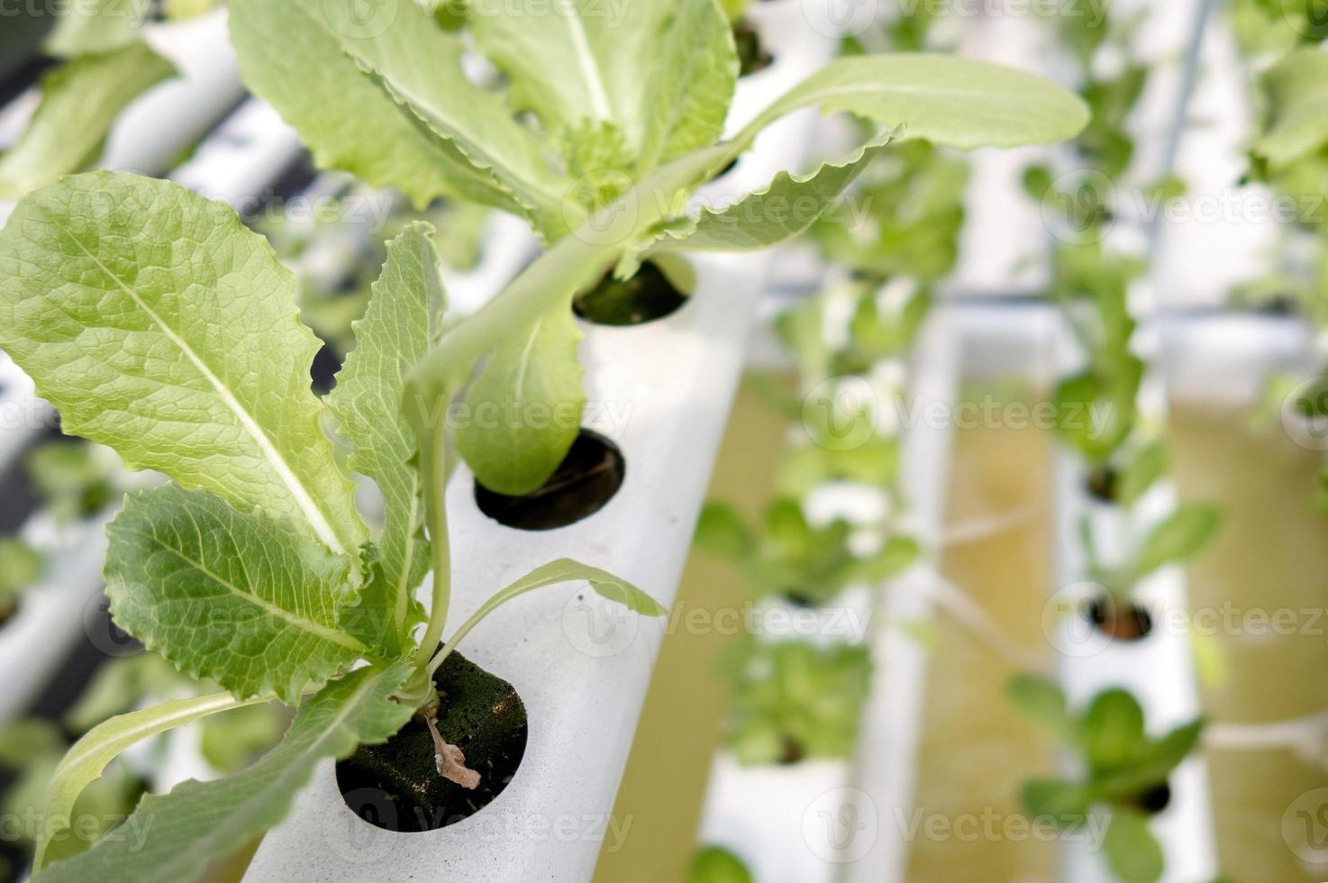 Nahaufnahme grüner Salat im Hintergrund der Hydroponikfarm. foto