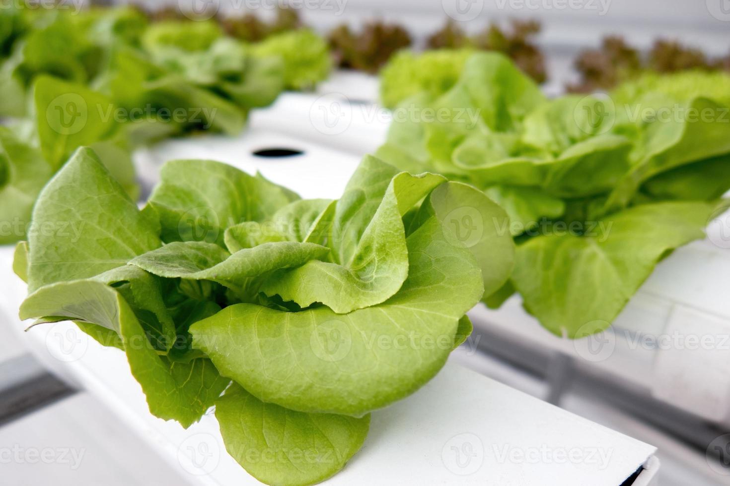 Nahaufnahme grüner Salat im Hintergrund der Hydroponikfarm. foto