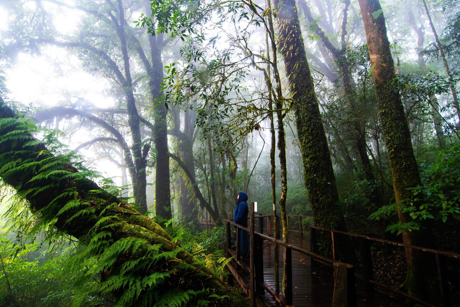 schöner regenwald am naturlehrpfad ang ka im doi inthanon nationalpark, thailand foto