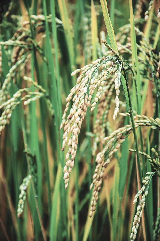 Reisohr. Nahaufnahme von Reissamen im Ohr von Paddy foto