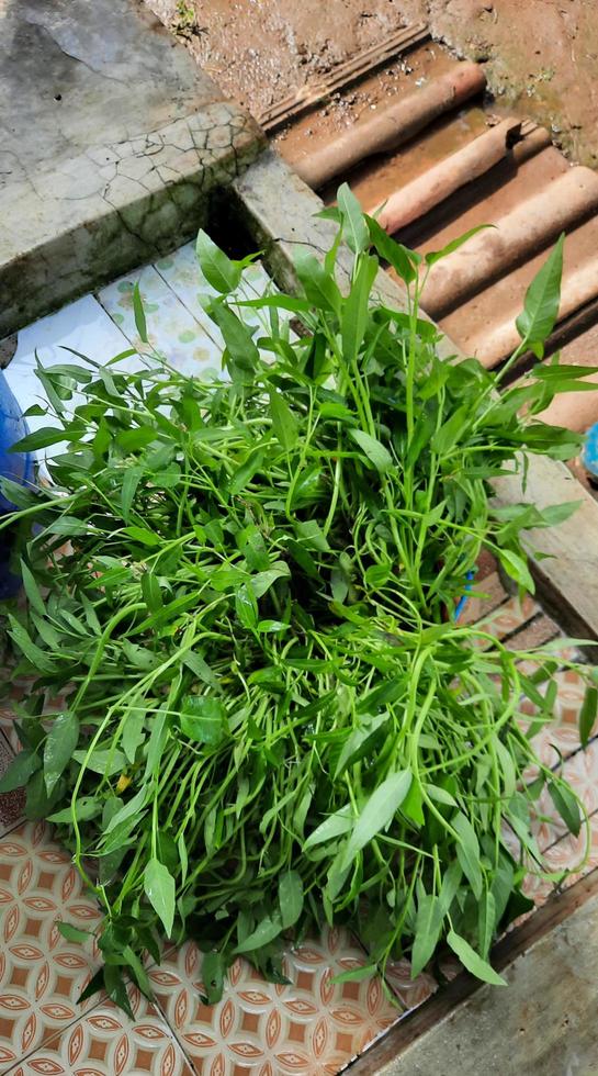 Grünkohl ernten im heimischen Garten 01 foto