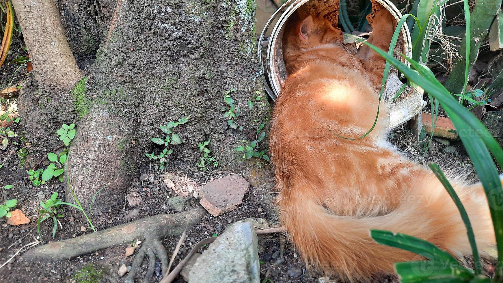 orangefarbene Katze, die mit dem Kopf in der Farbdose unter dem Baum schläft 03 foto