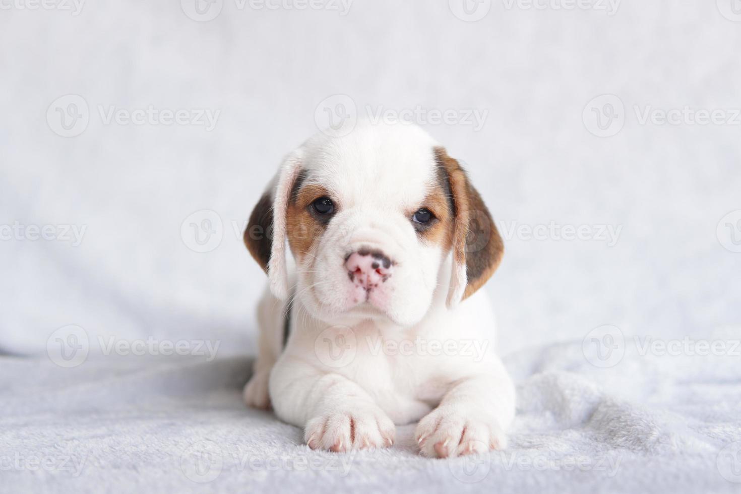 Süßer Beagle-Welpe im Alter von einem Monat, der sitzt und sich freut. bild haben kopierraum für werbung oder text. foto