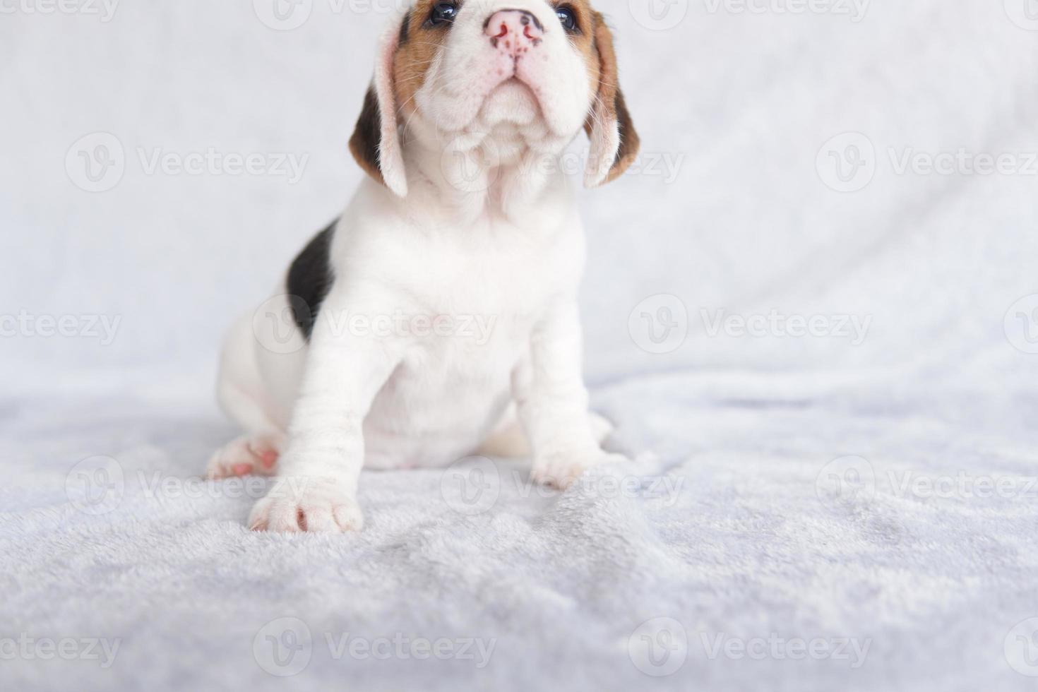Das allgemeine Erscheinungsbild des Beagle ähnelt einem Miniatur-Fuchshund. Der Beagle wurde hauptsächlich für die Hasenjagd entwickelt. Besitzen einen großen Geruchssinn und überlegene Tracking-Instinkte. foto