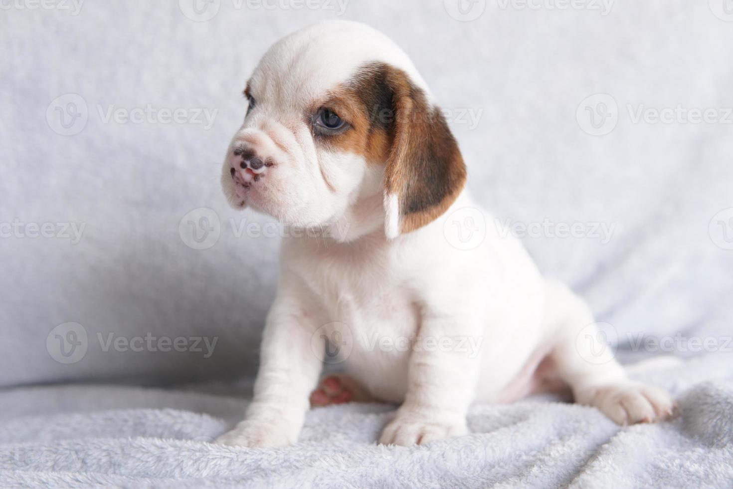 Beagles werden in einer Reihe von Forschungsverfahren eingesetzt. Das allgemeine Erscheinungsbild des Beagle ähnelt einem Miniatur-Fuchshund. Beagles haben ausgezeichnete Nasen. foto