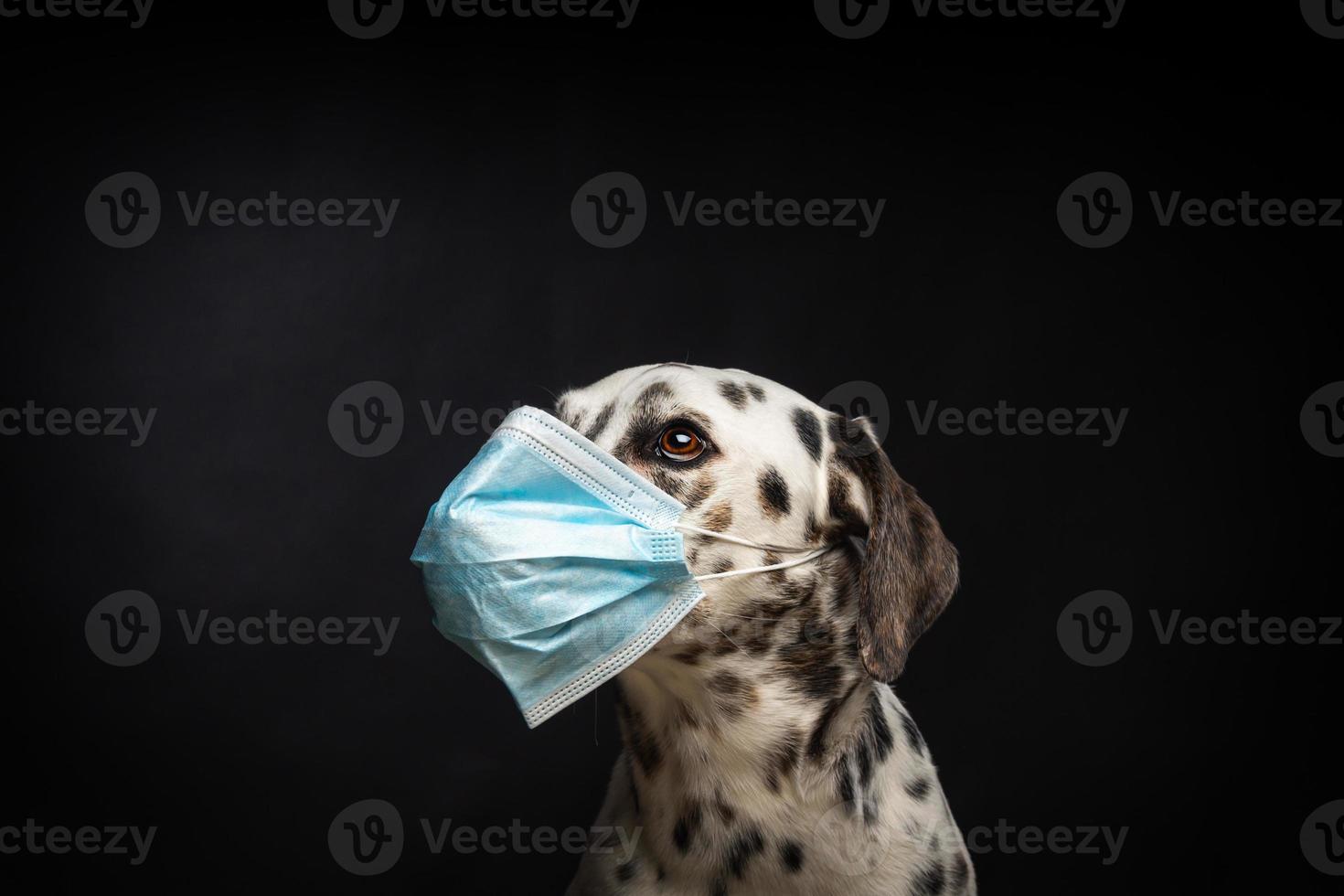Porträt eines dalmatinischen Rassehundes in einer medizinischen Schutzmaske auf schwarzem Hintergrund. foto