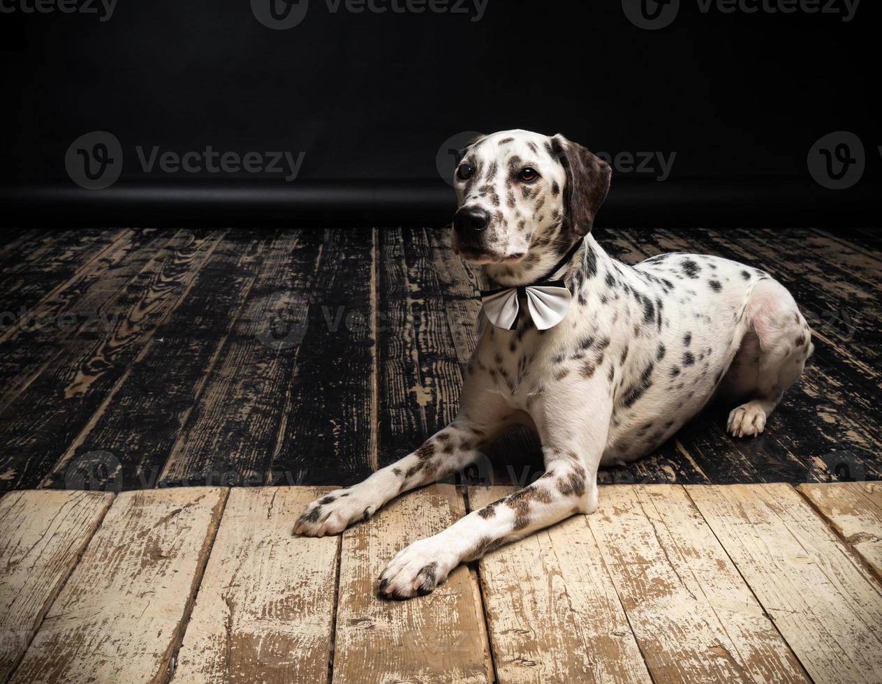 Porträt eines dalmatinischen Hundes, auf einem Holzboden und einem schwarzen Hintergrund. foto