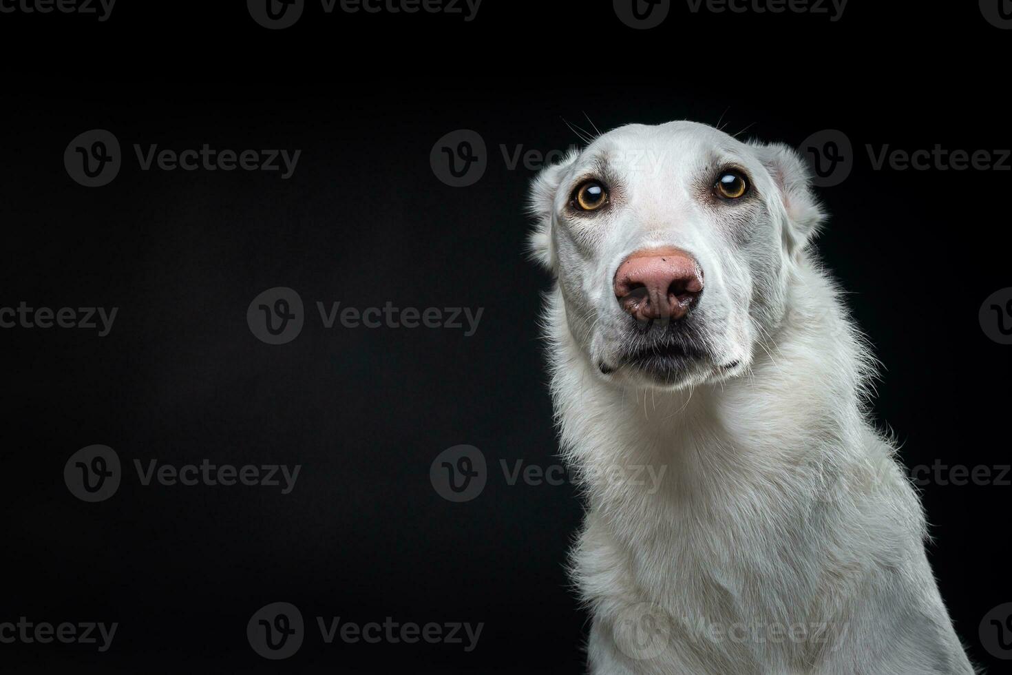 Porträt eines weißen Hundes, auf einem isolierten schwarzen Hintergrund. foto