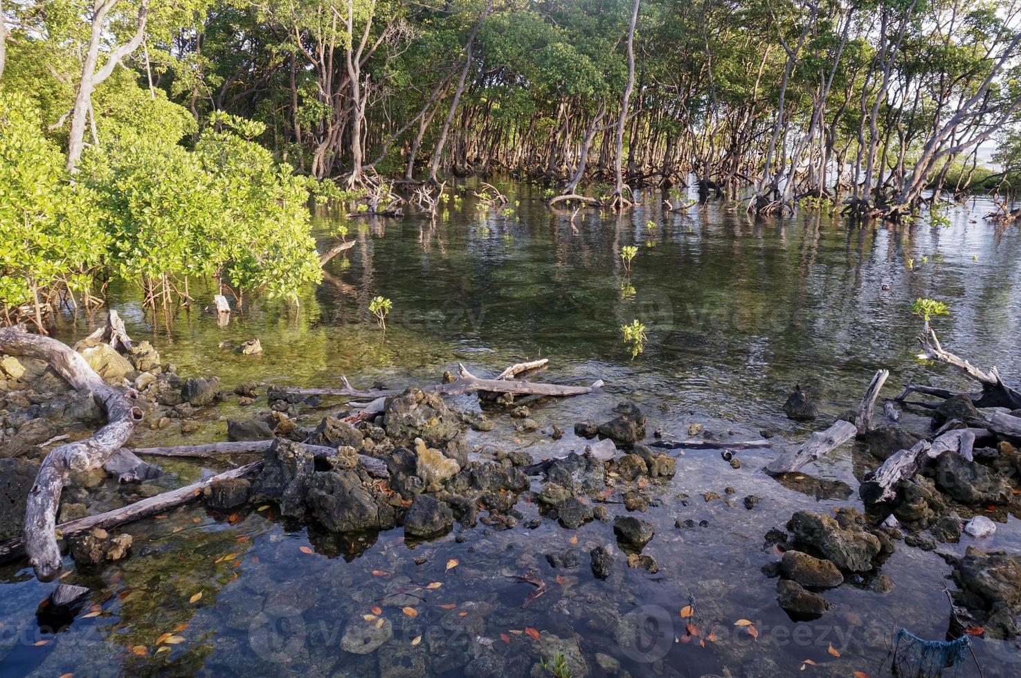 Mangrovenbäume in Mangrovenwäldern mit Zweigwurzeln wachsen im Wasser. foto