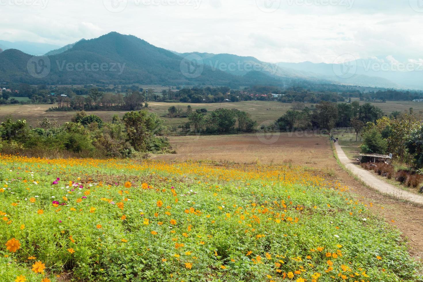 Landschaft mit einem Feld von bunten Blumen auf einem Hintergrund von Bergen bei bewölktem Wetter. pai, thailand. foto