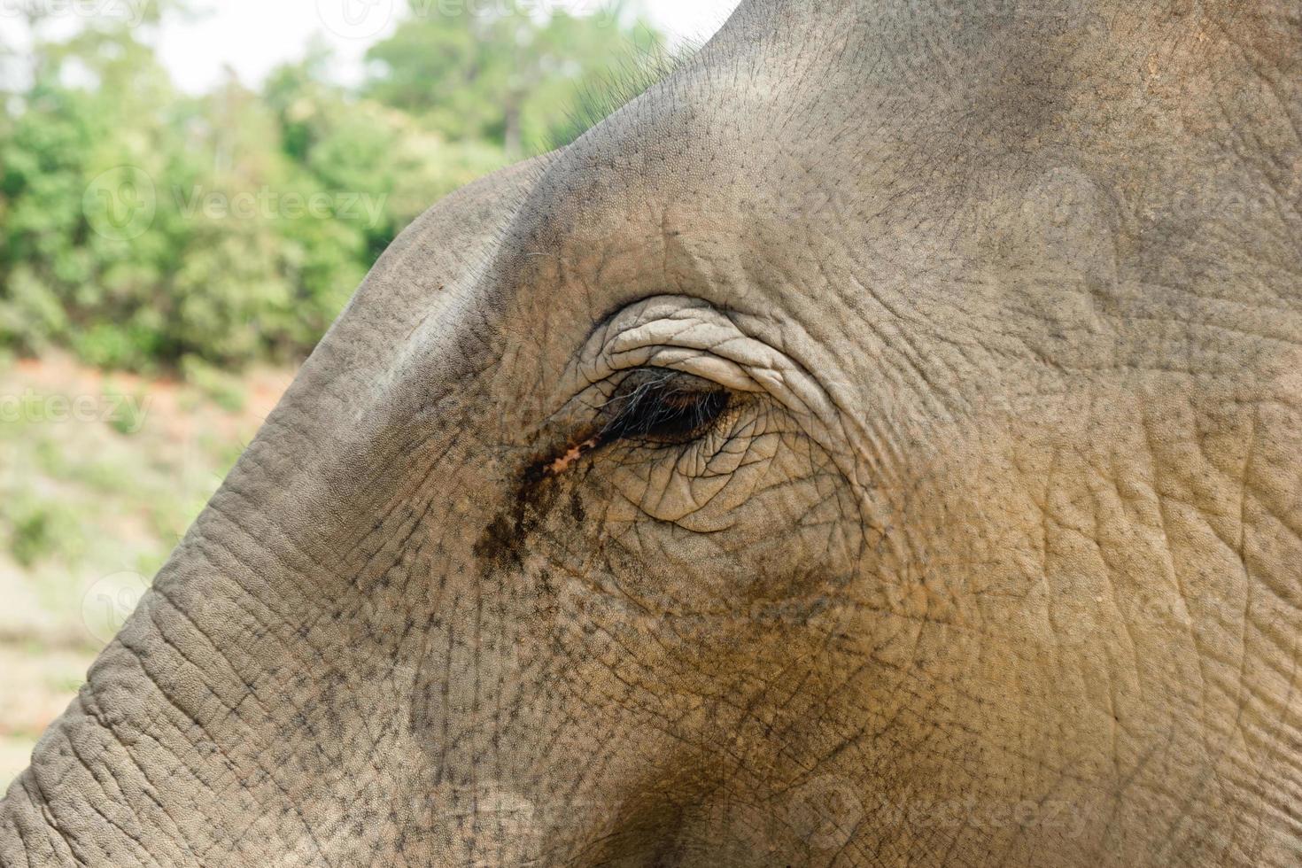 Auge des Elefanten, Nahaufnahme. Provinz Chiang Mai, Thailand. foto