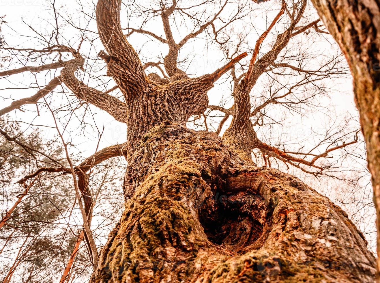 der Stamm einer alten Eiche im Park, eine alte Eiche mit Mulde im Wald, die raue Textur der Rinde des Baumes, eine Mulde in der alten Eiche foto