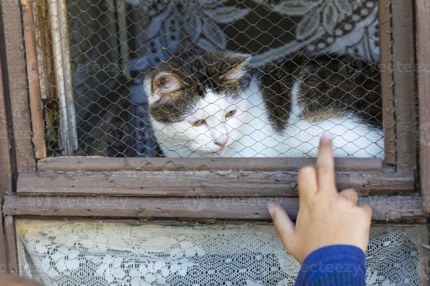 Schwarze und weiße Katze sitzt am offenen Fenster eines alten Hauses und blickt auf die Straße, Sommer foto