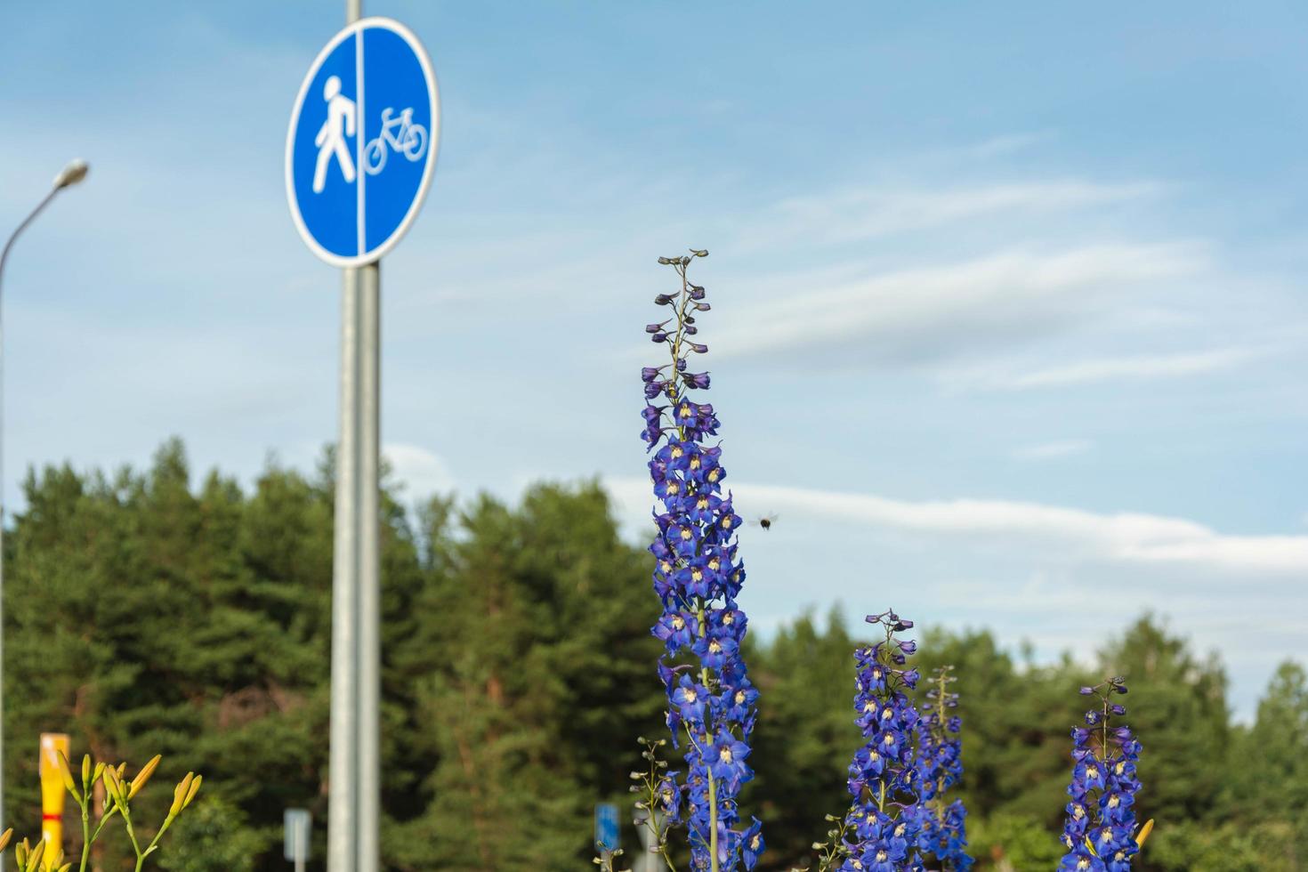 Blaue Ritterspornblumen auf dem Hintergrund eines Radwegs und einer Autobahn mit vorbeifahrenden Radfahrern und Autos, einer urbanen Landschaft foto