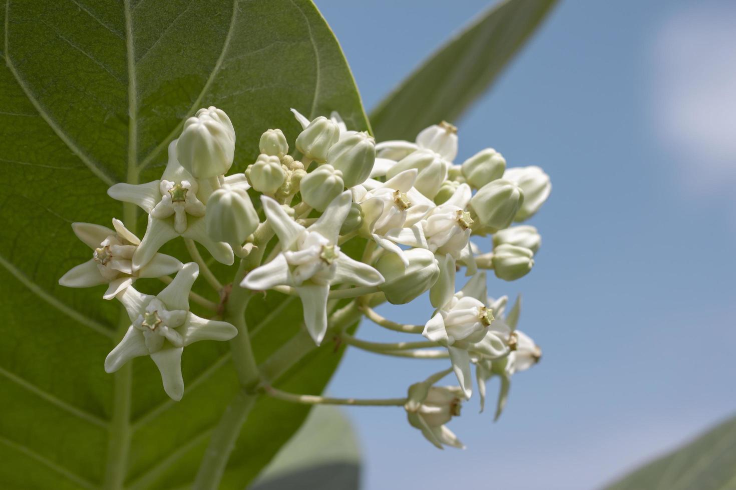 weiße kronenblumen oder calotropis giantea im garten auf himmel naturhintergrund. foto